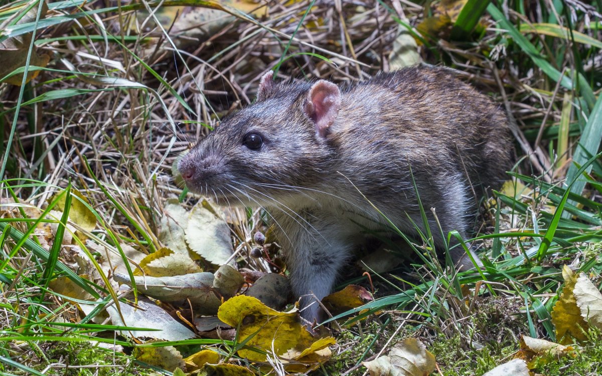 Серая крыса Rattus norvegicus