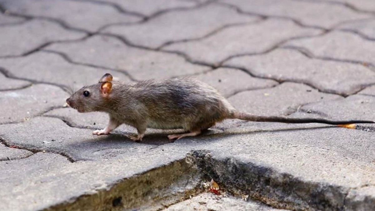 Земляная крыса