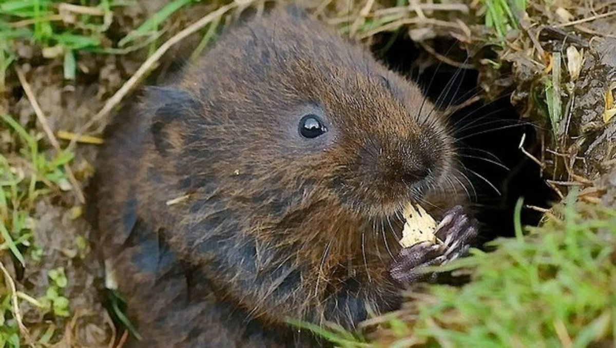 Земляная крыса ареал