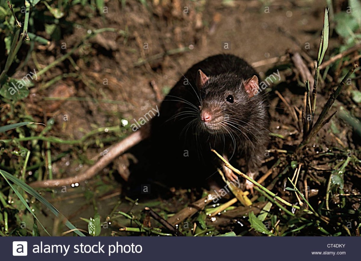 Черная Земляная крыса