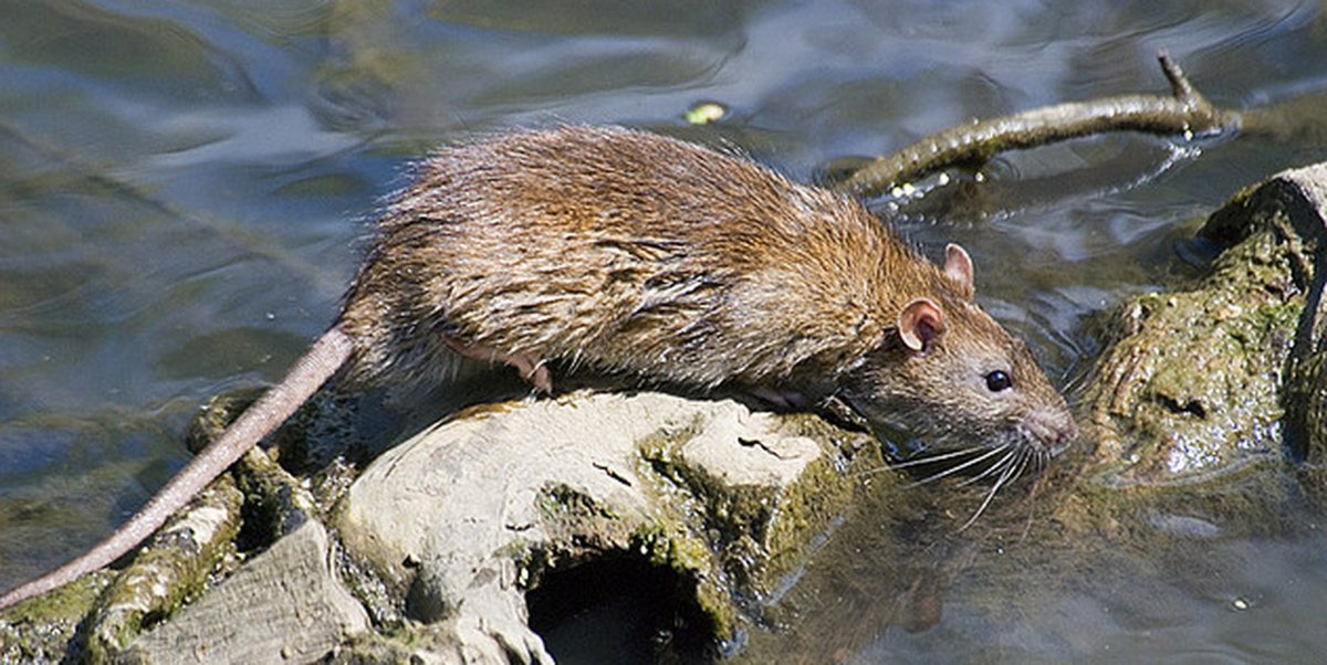 Речная крыса