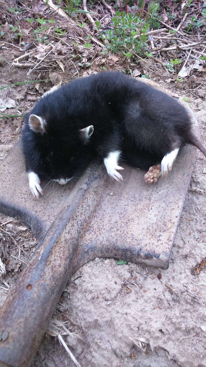 Rattus Rattus чёрная крыса