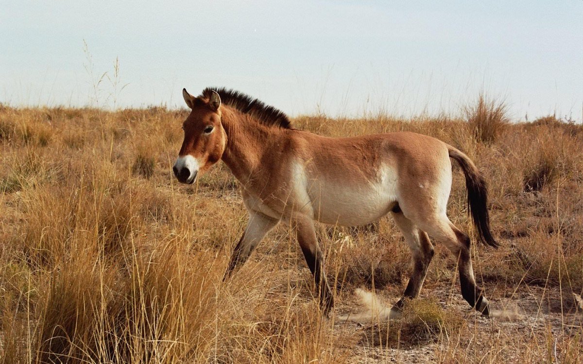 Дикая лошадь Тарпан