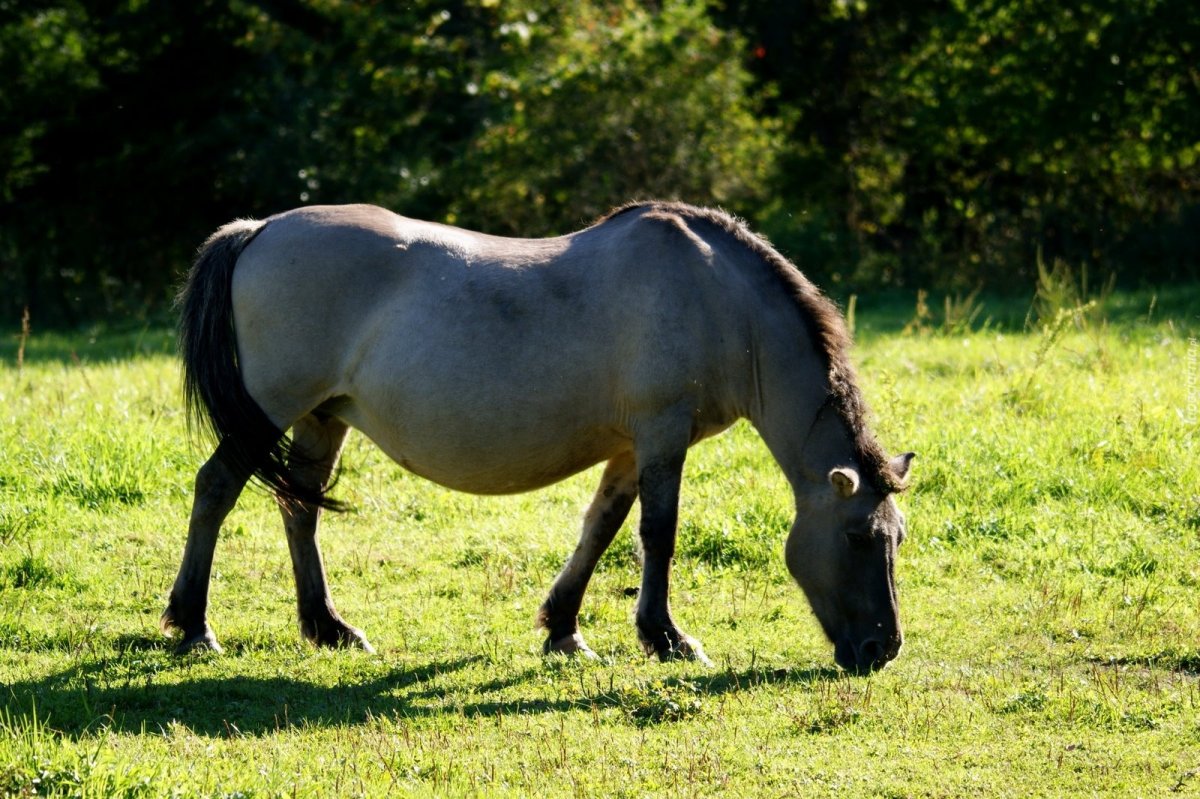 Лошадь Пржевальского Equus przewalskii