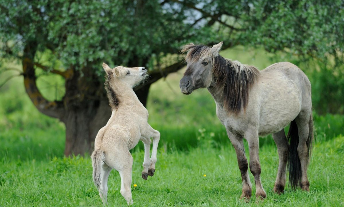 Дикая лошадь Тарпан