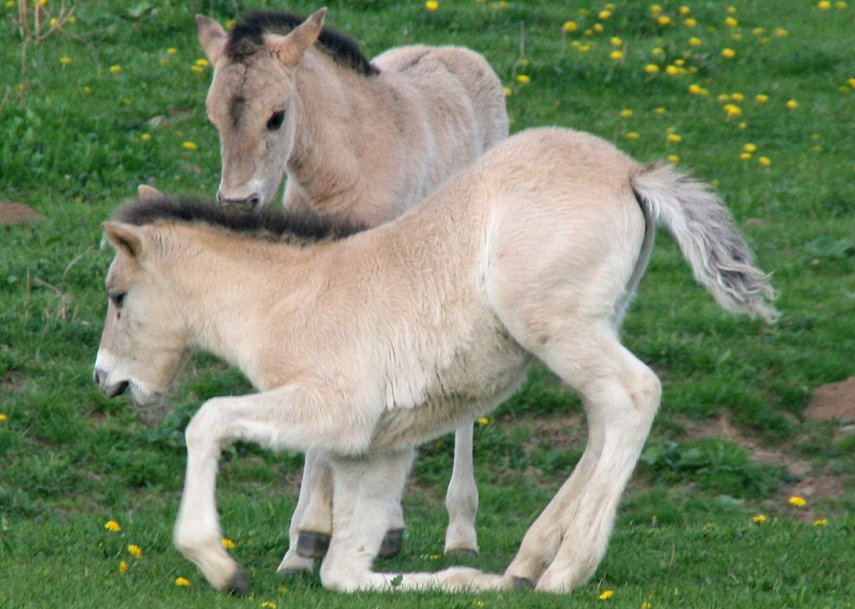 Степной Тарпан