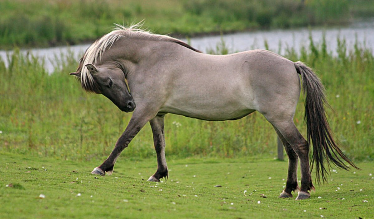 Лесной Тарпан