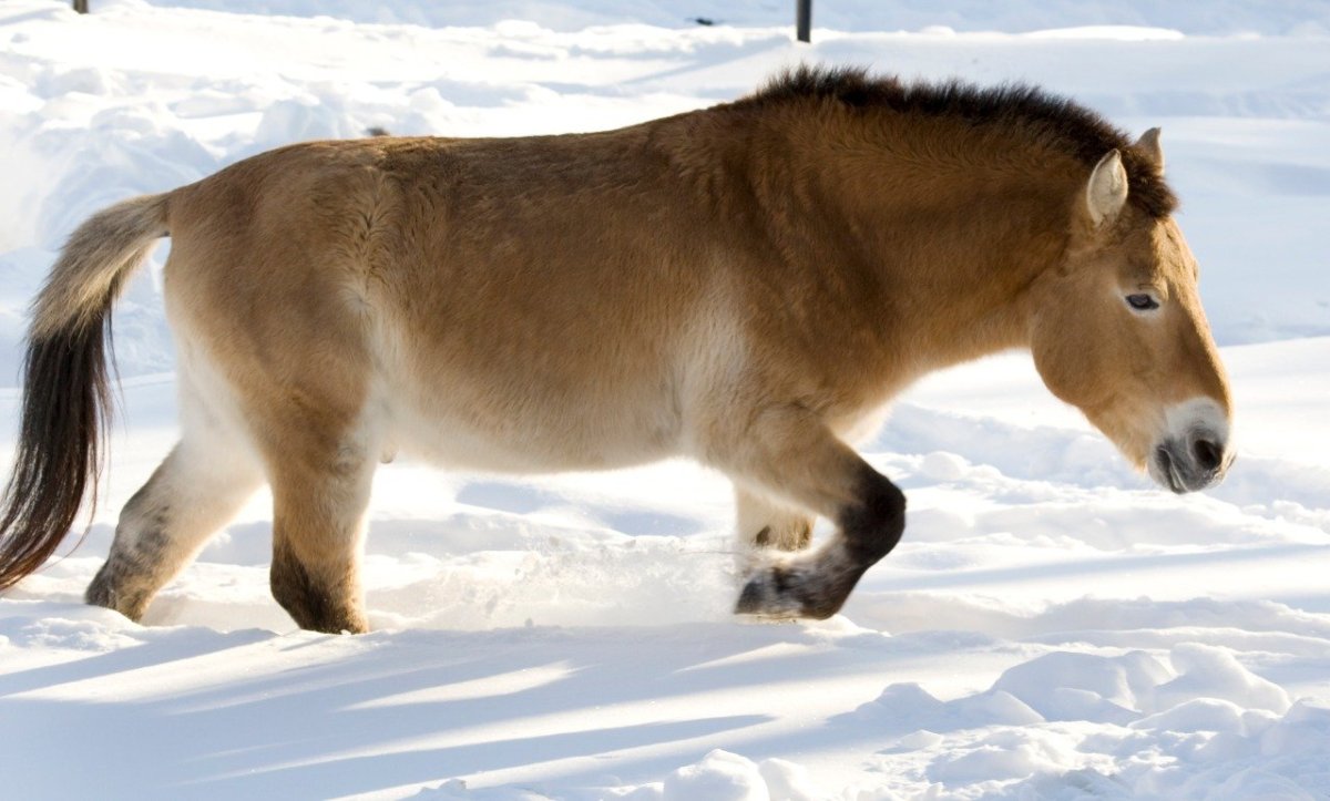 Тарпан лошадь
