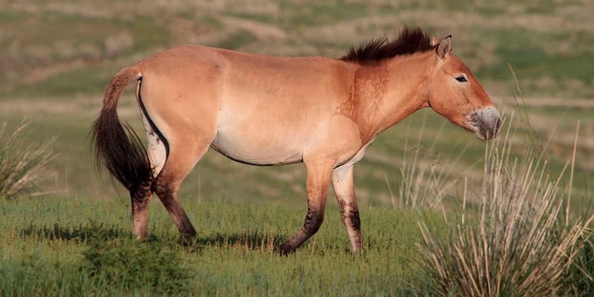 Дикая лошадь Тарпан