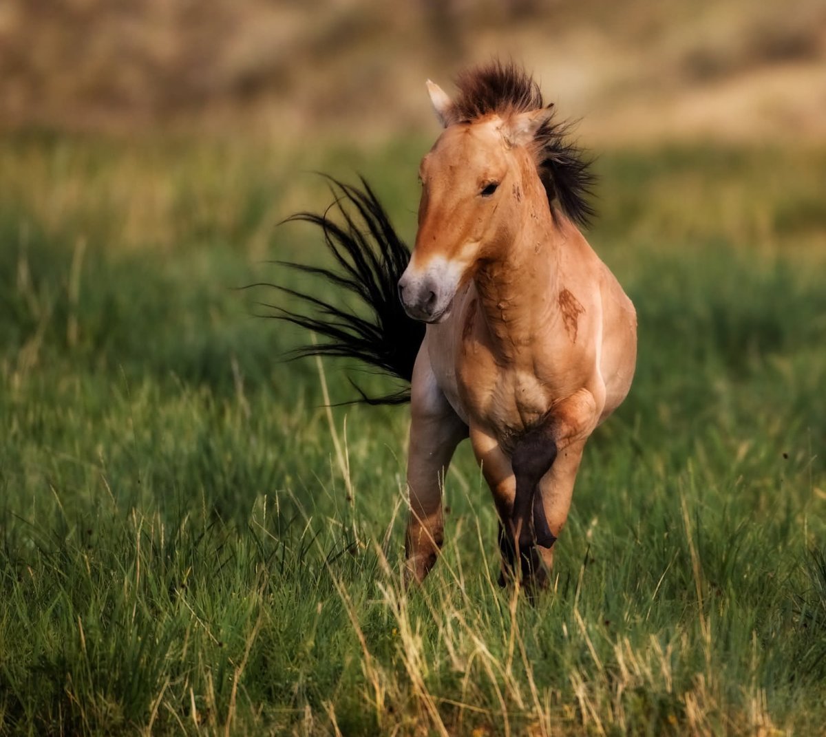Лошадь Пржевальского