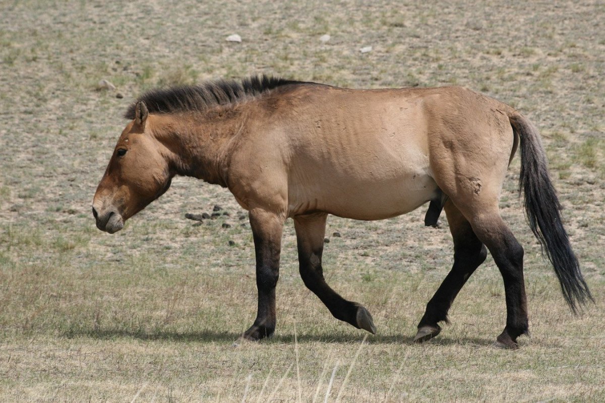 Лесной Тарпан