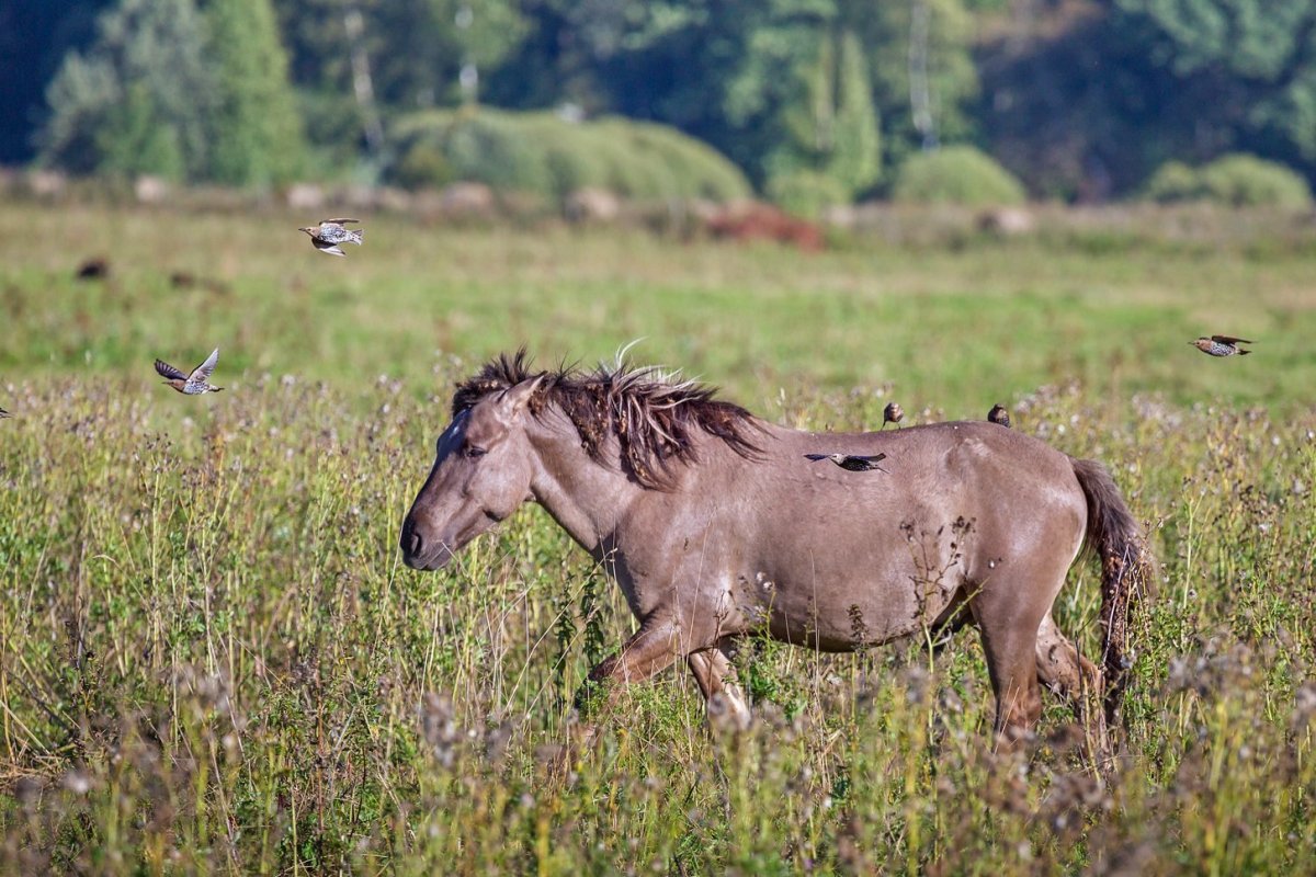 Лошадь Пржевальского