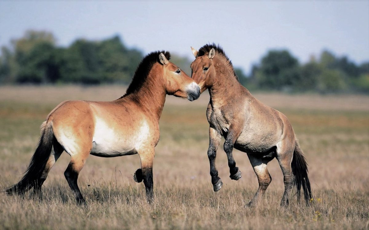 Пржевальский лошадь Пржевальского