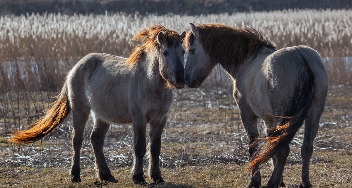 Тарпан черная книга