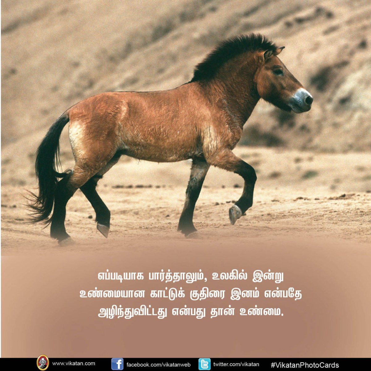 Дикая лошадь Тарпан