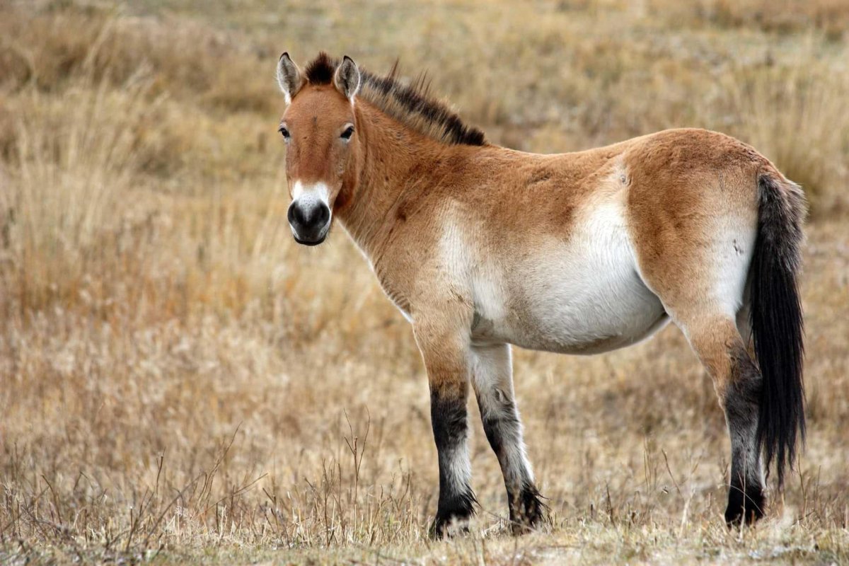 Дикая лошадь Тарпан