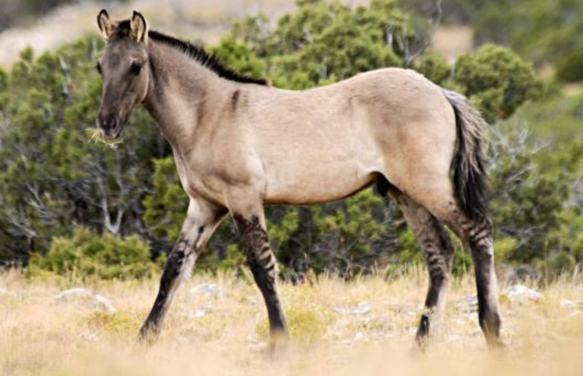 Тарпан вымершее животное