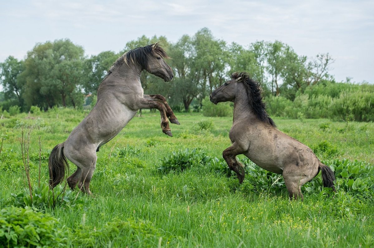 Пржевальский лошадь Пржевальского