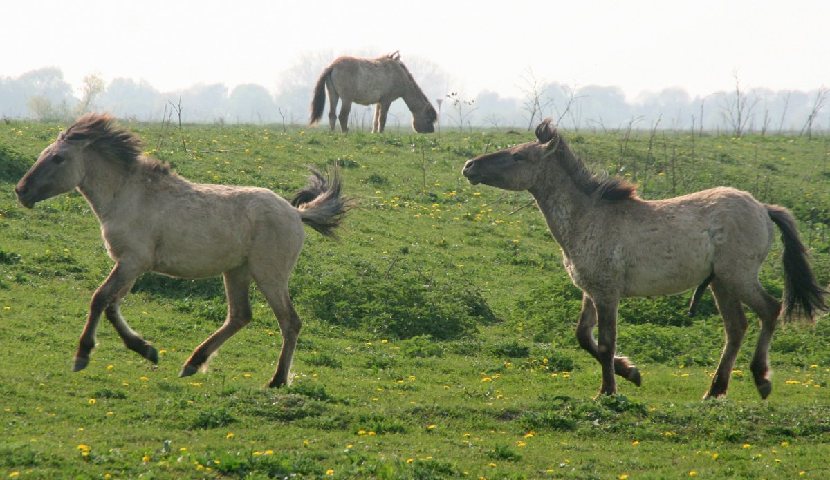 Породы лошадей Пржевальского