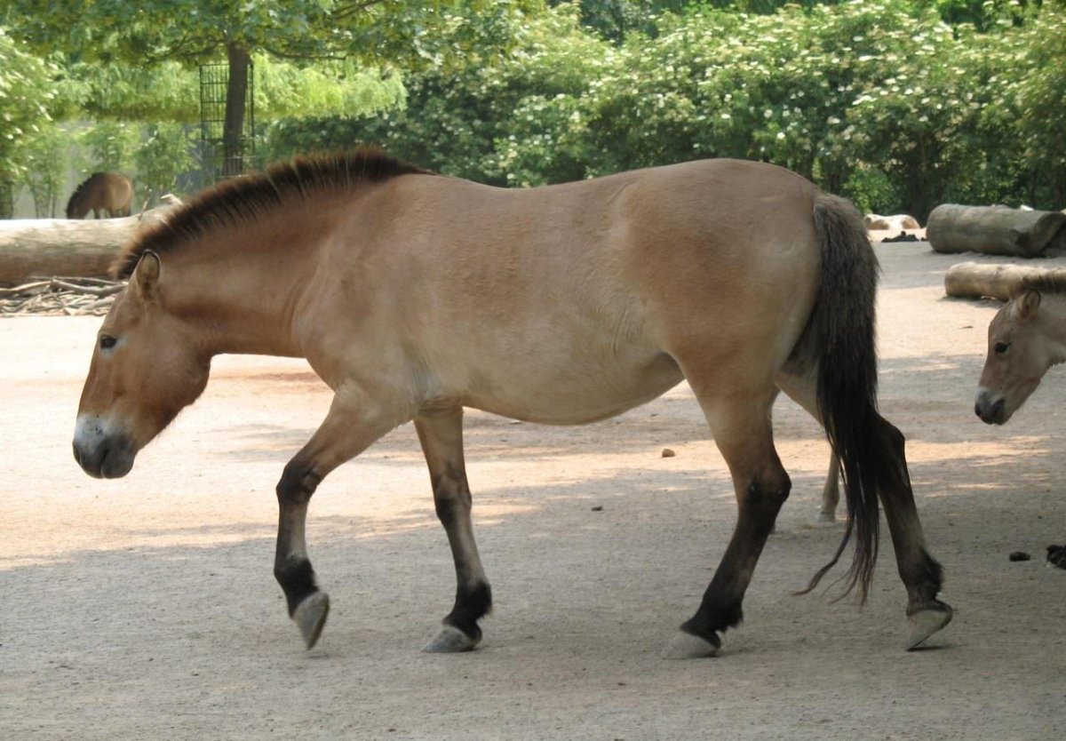 Дикая лошадь Пржевальского