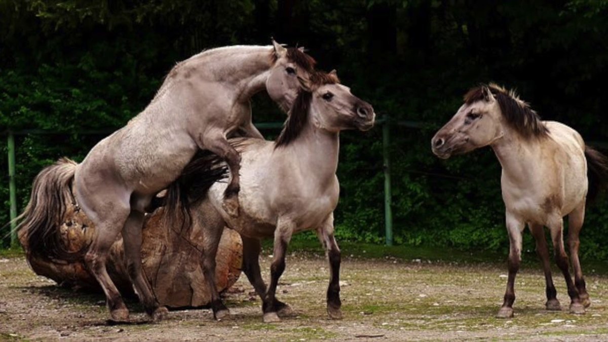 Коник Волик