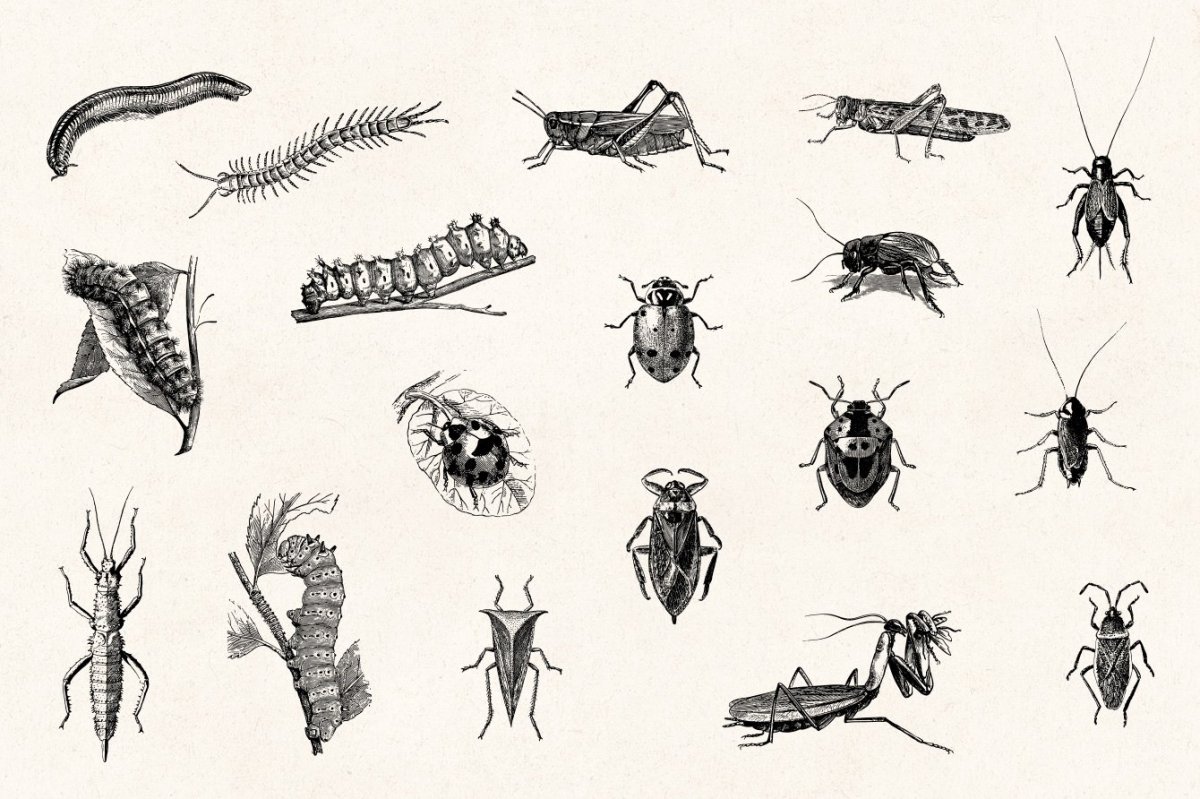 Крылья цикады