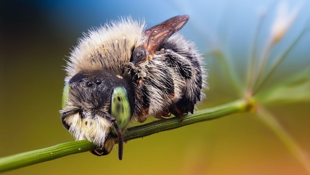 Жук Рогач Cyclommatus canaliculatus