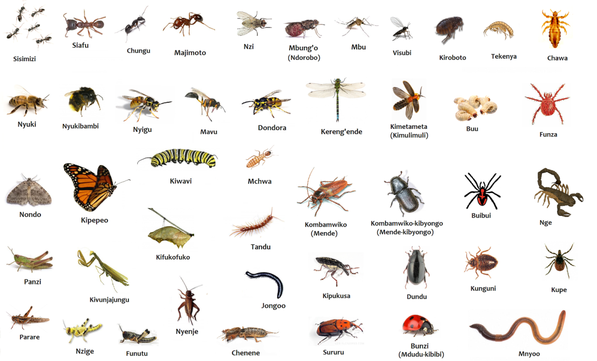 Оса блестянка Огненная