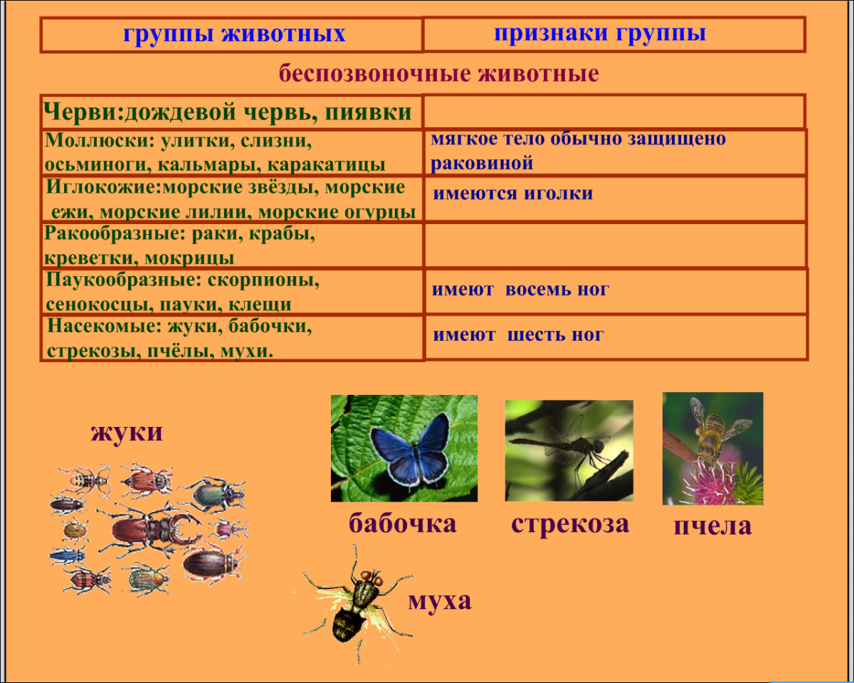 Жук бабочка и комар это насекомое