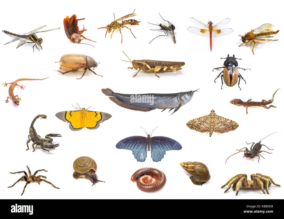 Мелкие букашки у ребенка