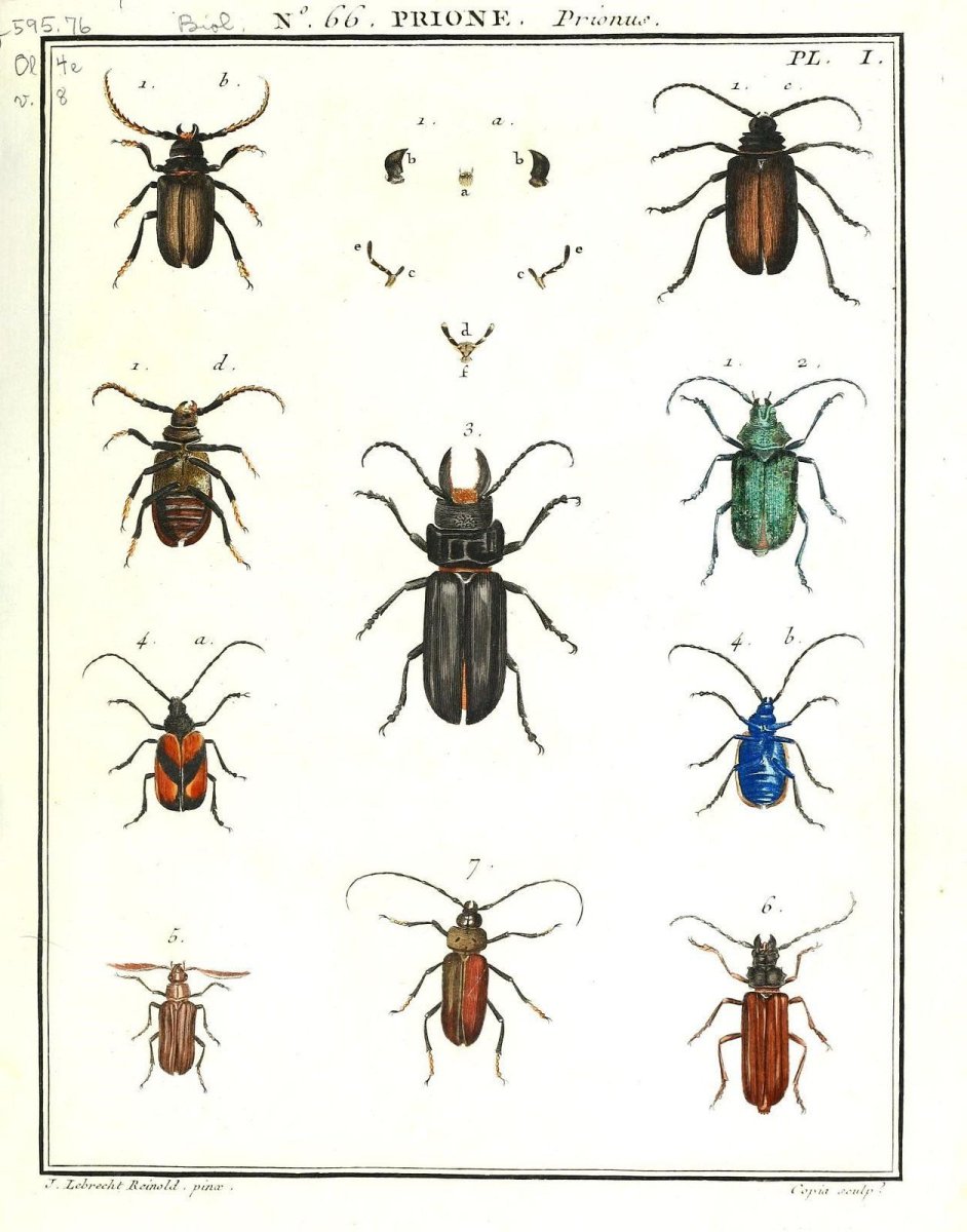 Домашних вредителей насекомых