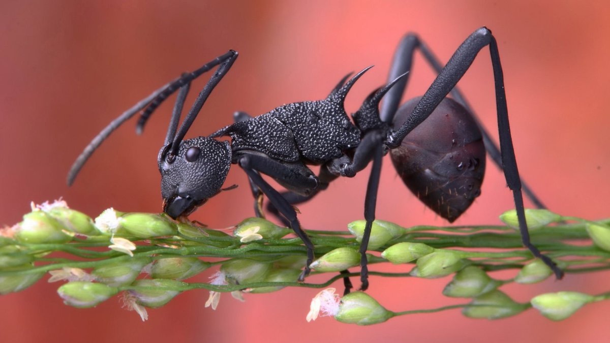 Использование животных и насекомых в фармакологии