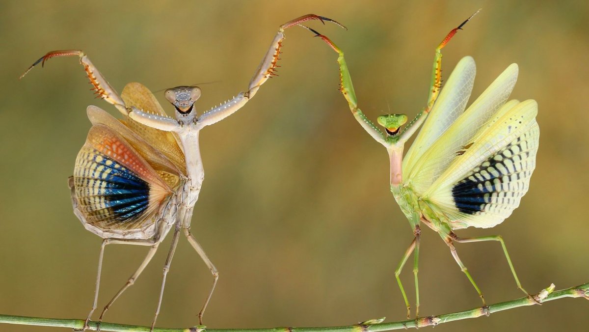 Зарисовки насекомых