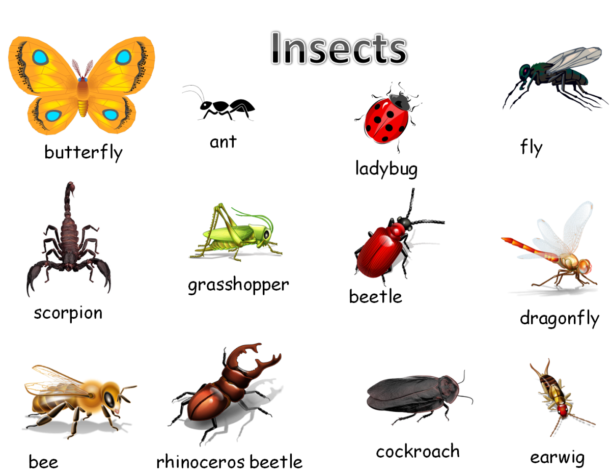 Насекомые на белом фоне