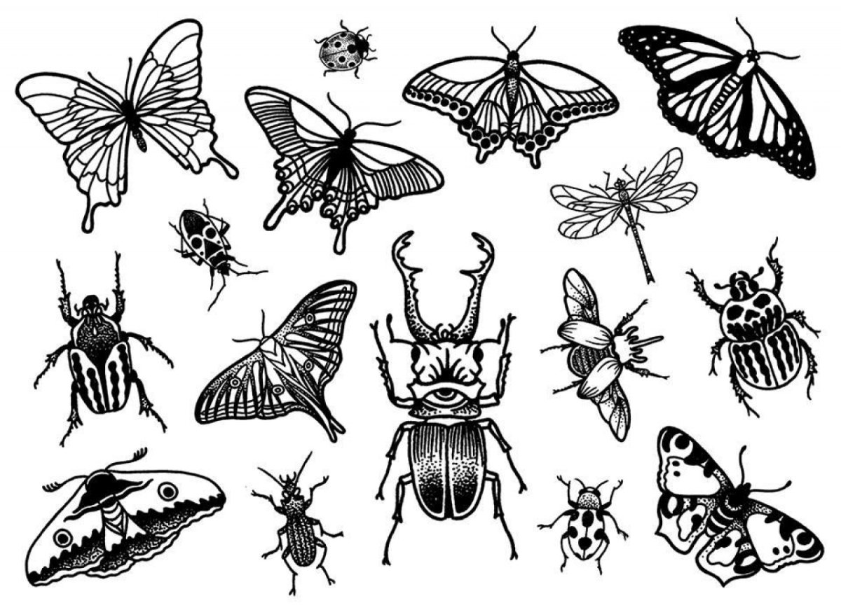 Насекомые на английском языке с переводом