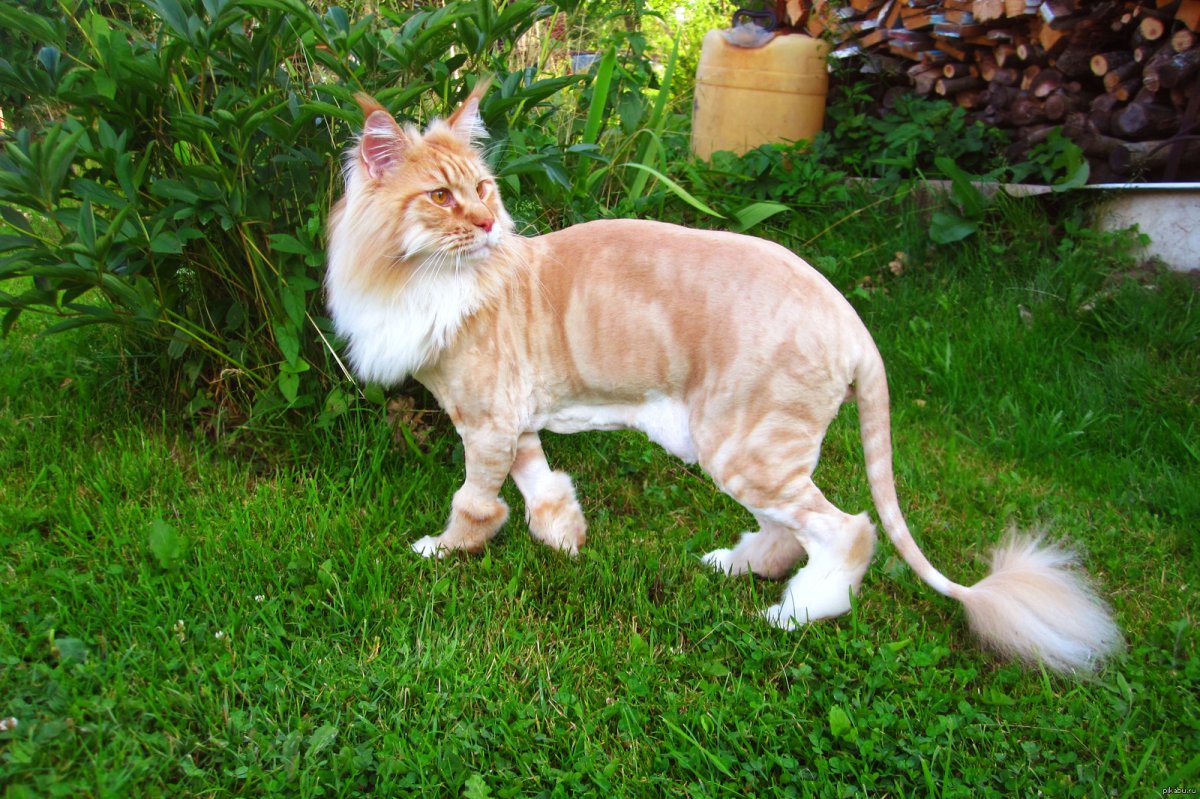 Кот Джокер Мейн