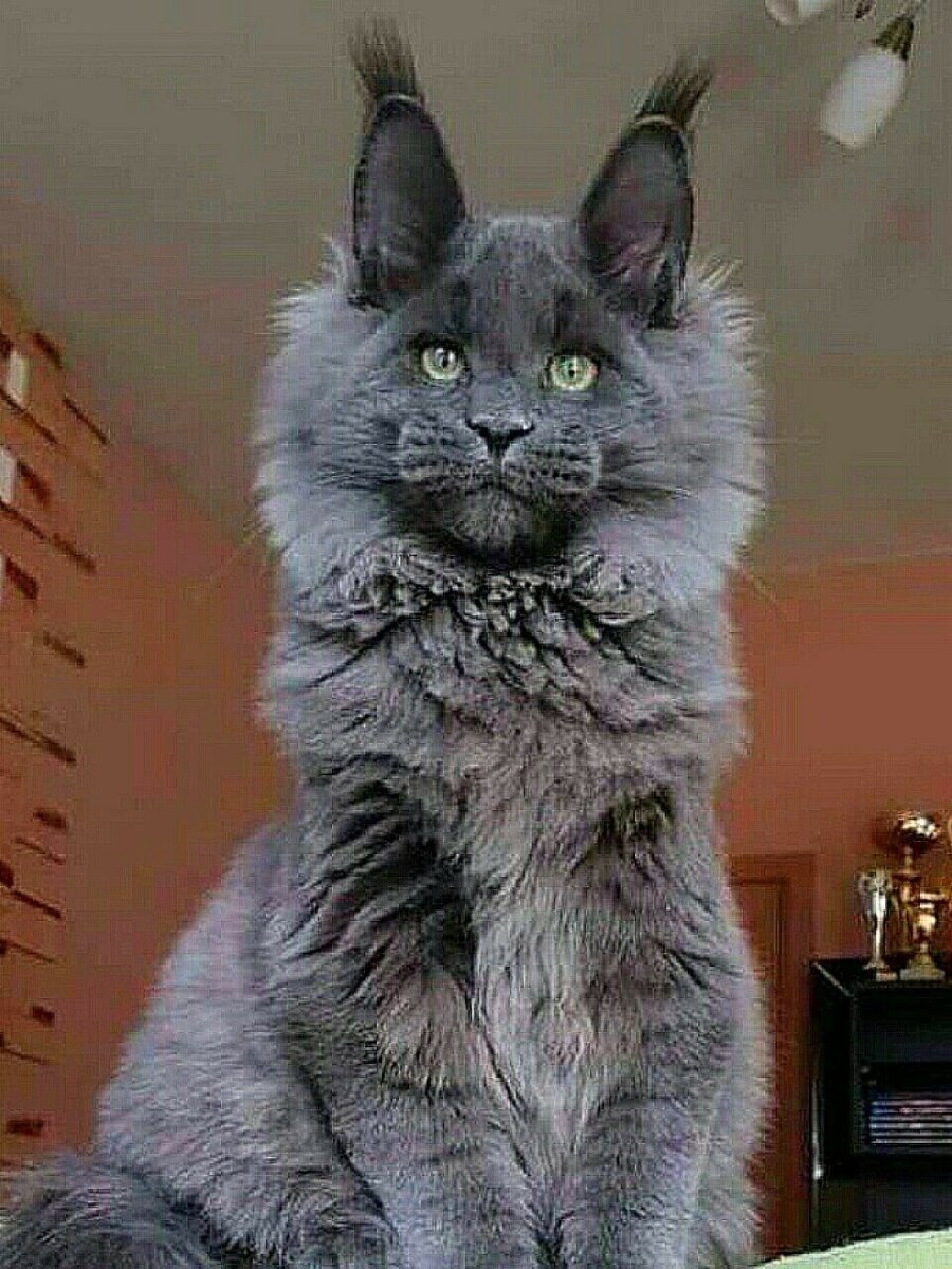 Американский Мейн кун