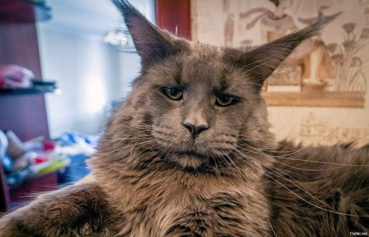 Мейн кун ориентальный