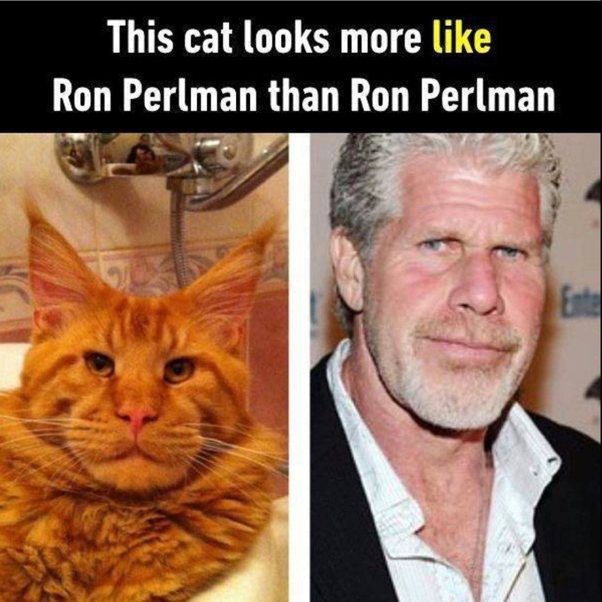 Рэгдолл и Мейн кун