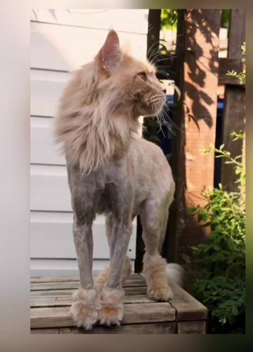 Мейн кун стрижка Лев