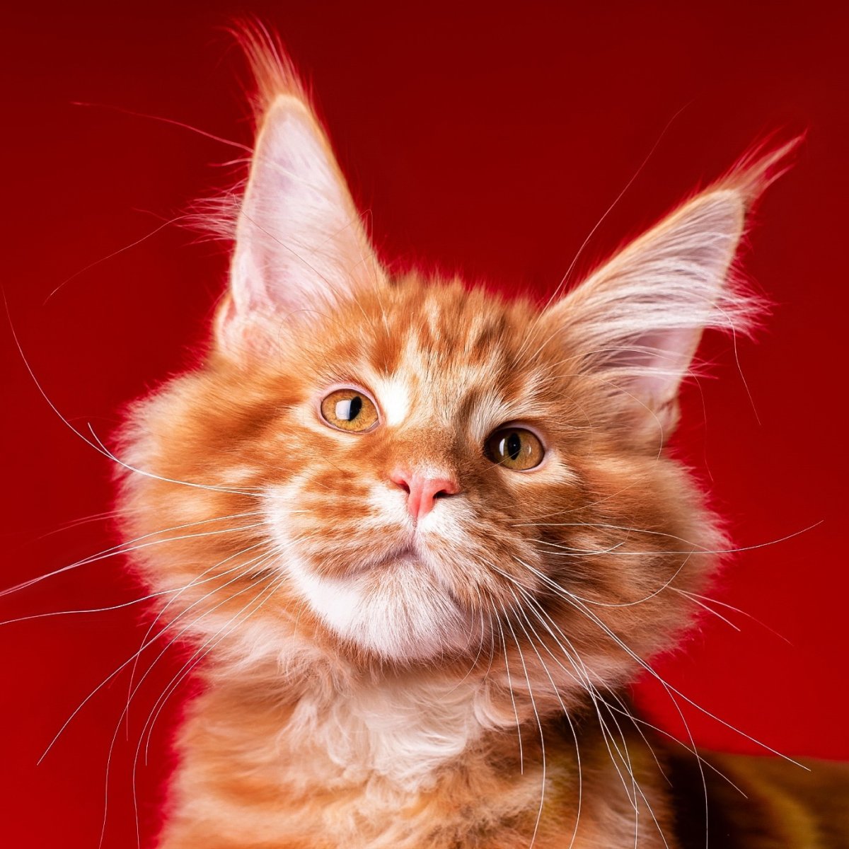 Вибрисс Мейн кун