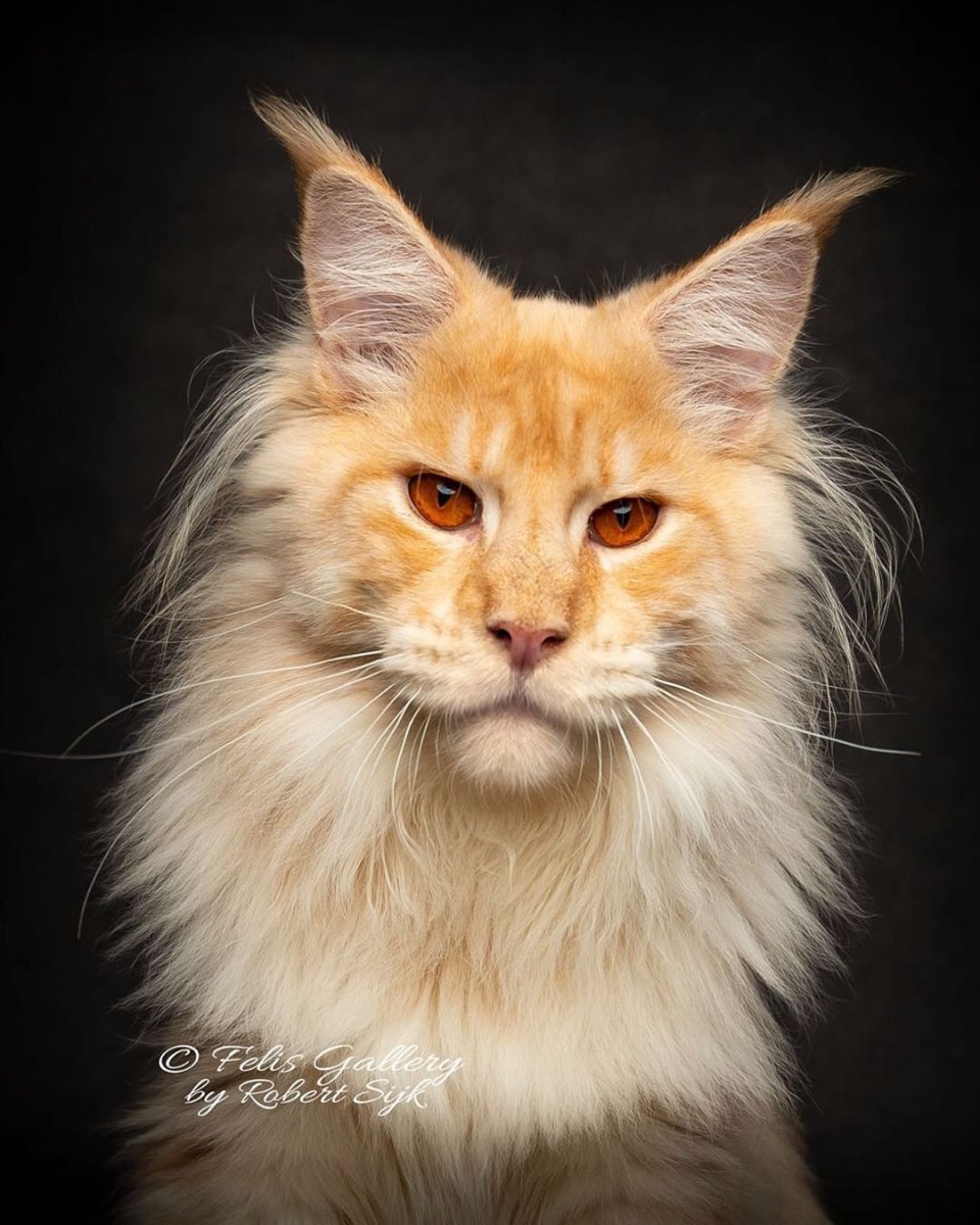 Кот орк локтар Огар