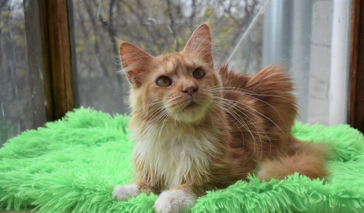 Мейн кун и Ориентал