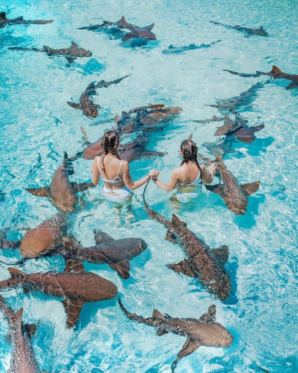 Акула крылатка