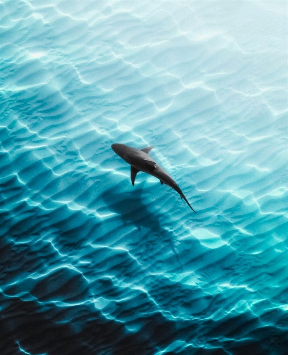 МЕГАЛОДОН 2020