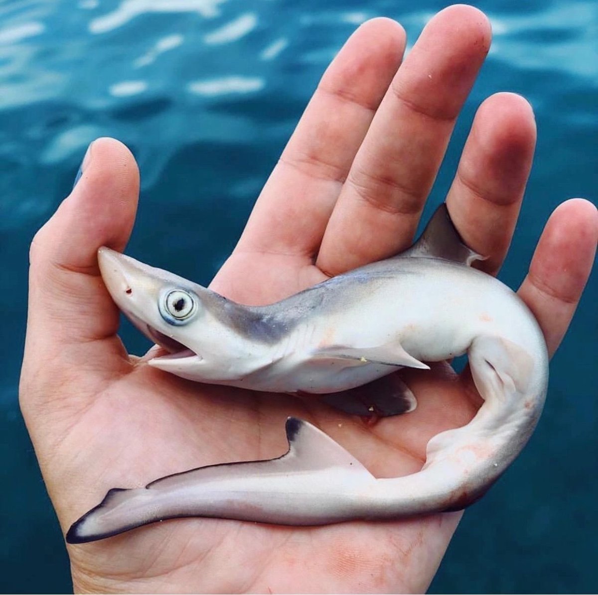 Акула МЕГАЛОДОН