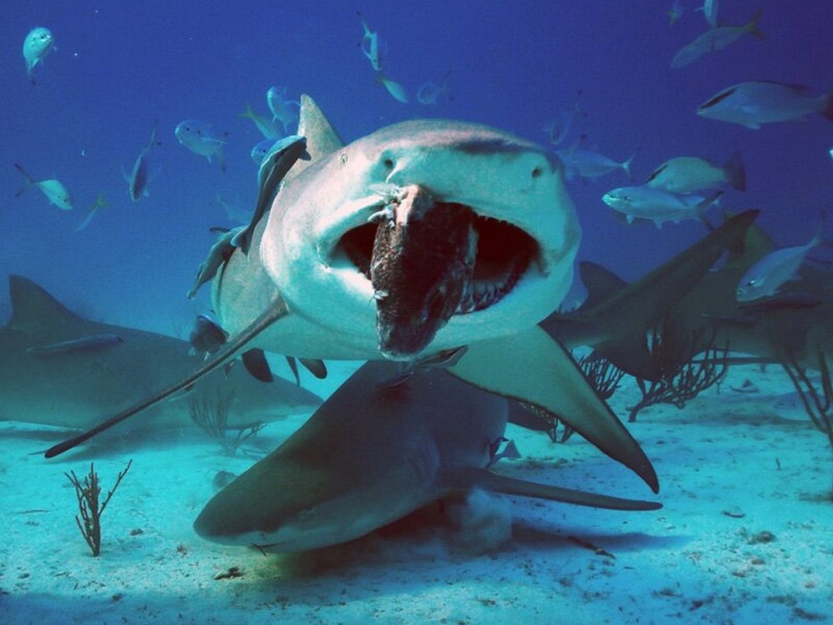 Акула молот МЕГАЛОДОН