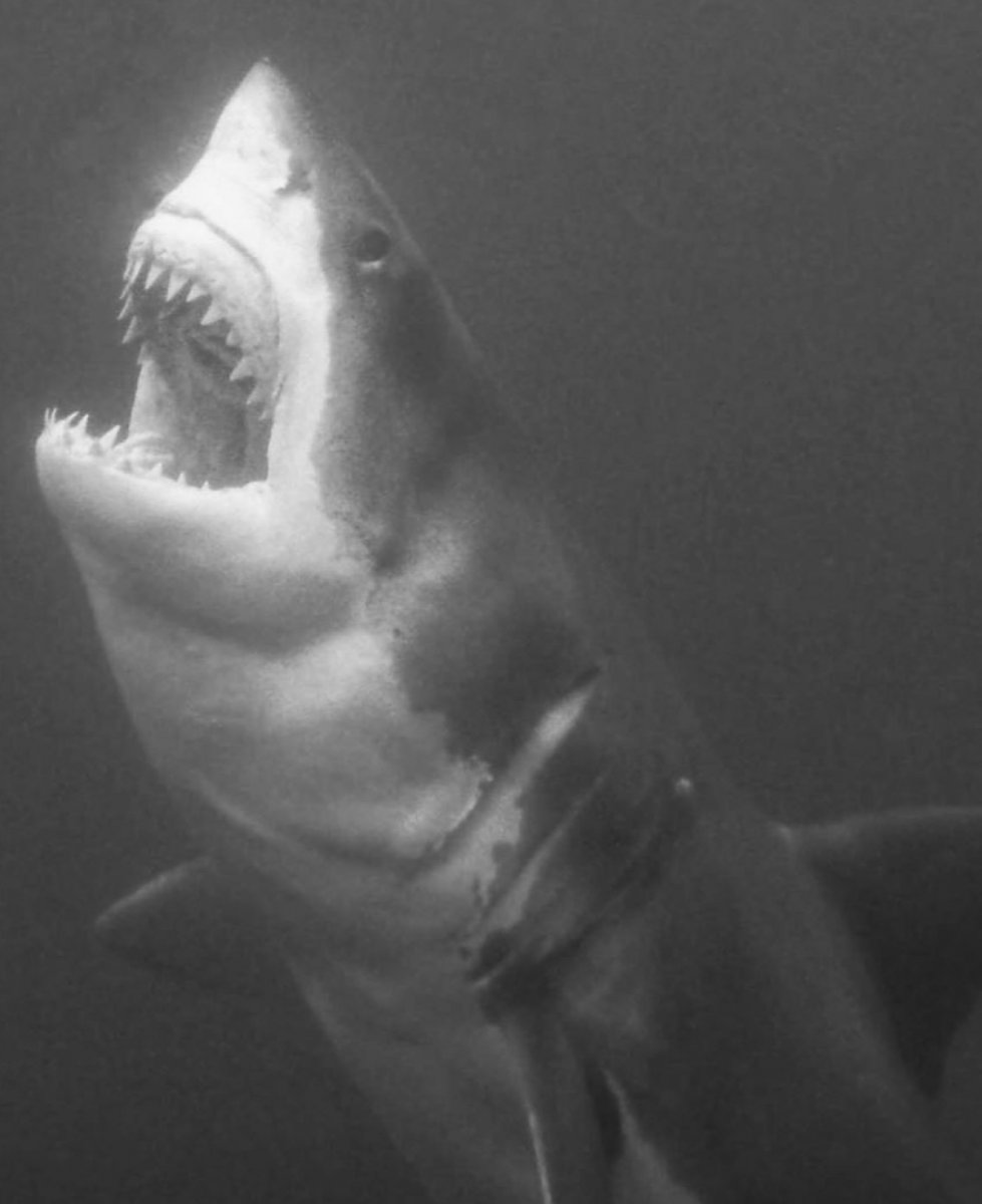 Необычные акулы