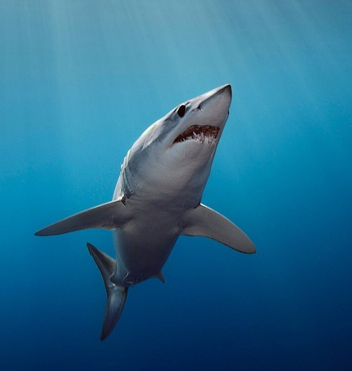 Серо голубая акула мако