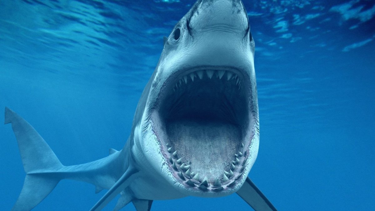 Кархародоны акулы